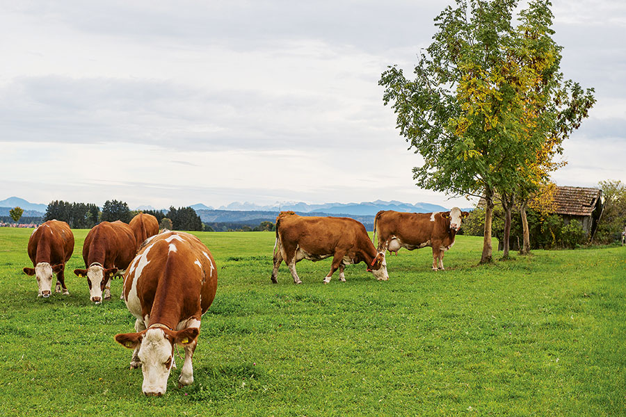 Gastgeber Bayern Newsletter_Bildmaterial_02 2018_Andechser